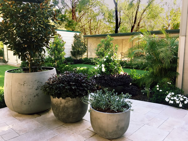 Wentworthville Clinic Plants